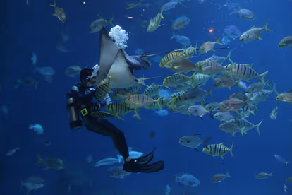 Scuba Dive in Blue Bay Marine Park
