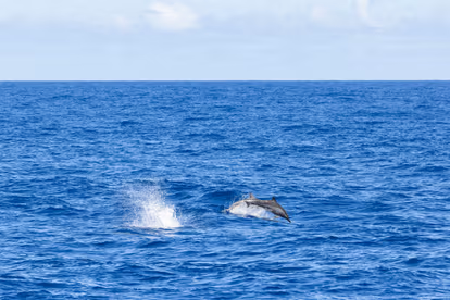 Spot Whales and Dolphins