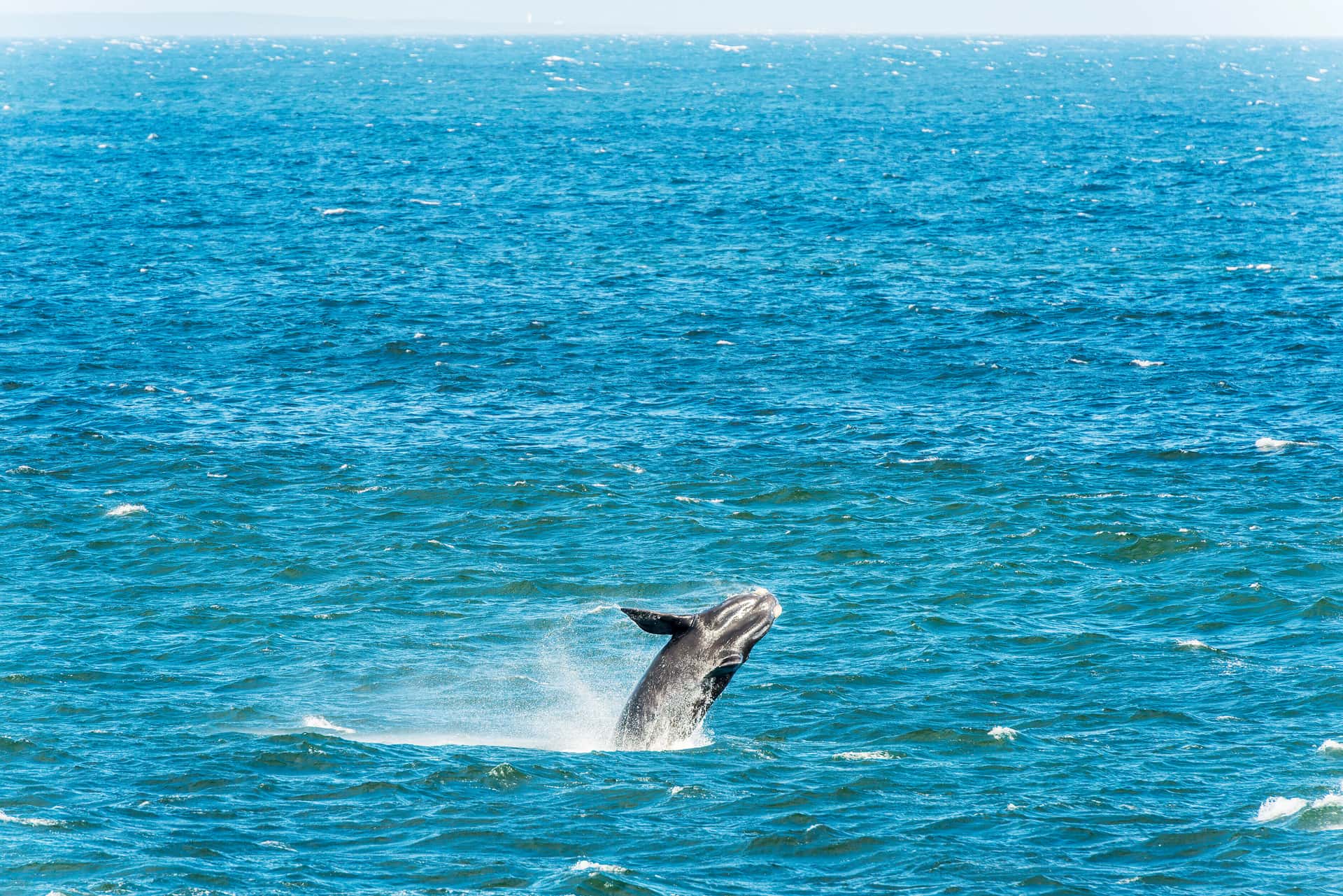 Spot Whales and Dolphins in Sri Lanka Luxury Hotel Deals