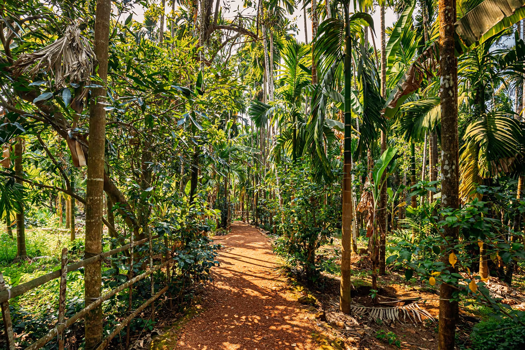 Take A Walk Around Spice Plantations In Goa