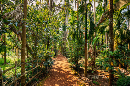 Take A Walk Around Spice Plantations In Goa