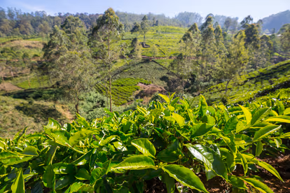Take a Tea Tour
