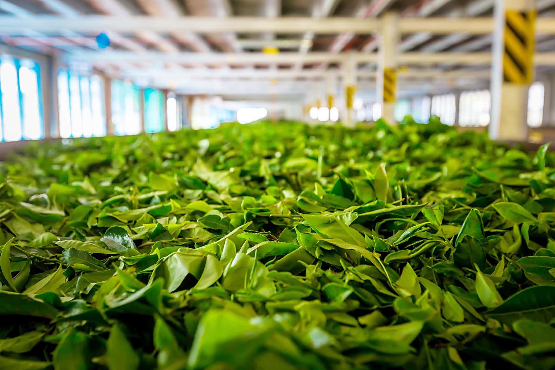 Visit The Tea Factories in Sri Lanka Luxury Hotel Deals