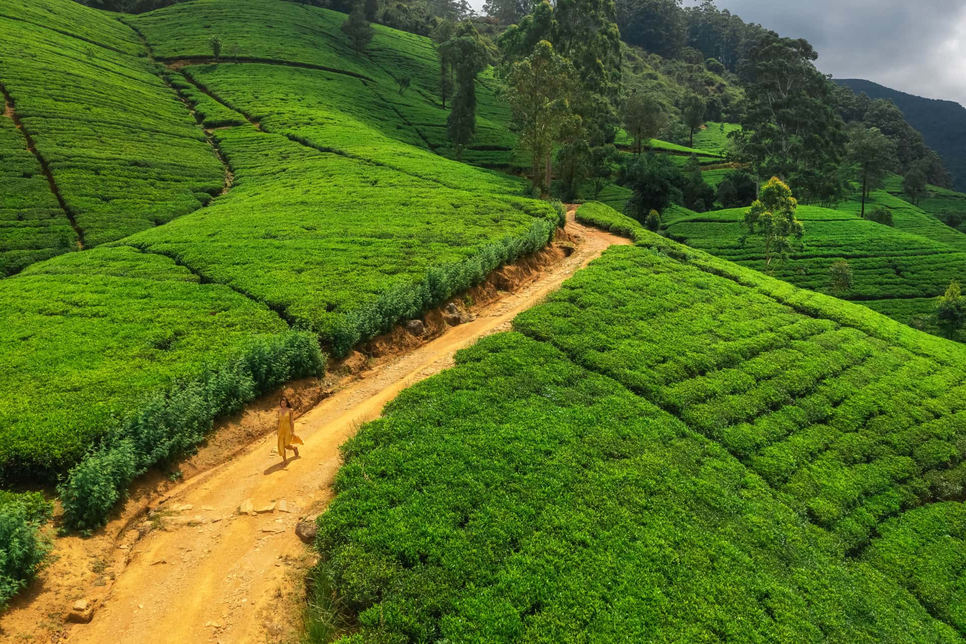 Take a Tea Tour in Sri Lanka Luxury Hotel Deals