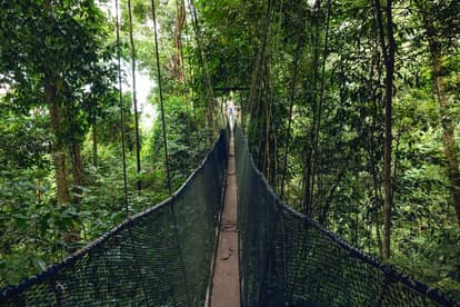 Hike In The Rainforest Canopy
