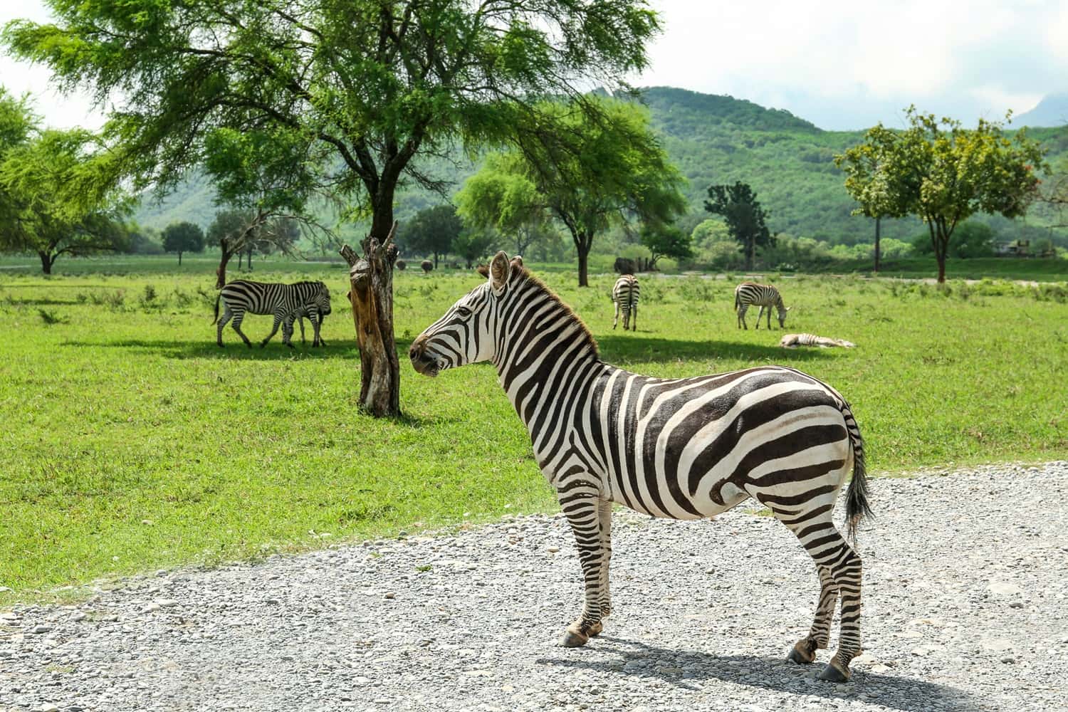 Try Casela Natural Park Segway tour in Africa Super Seller Packages