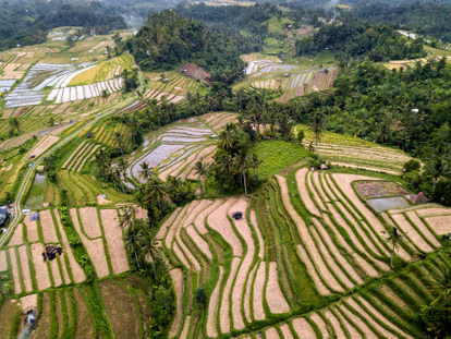 Discover UNESCO Classified Jatiluwih Rice Terrace