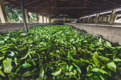 Visit The Tea Factories