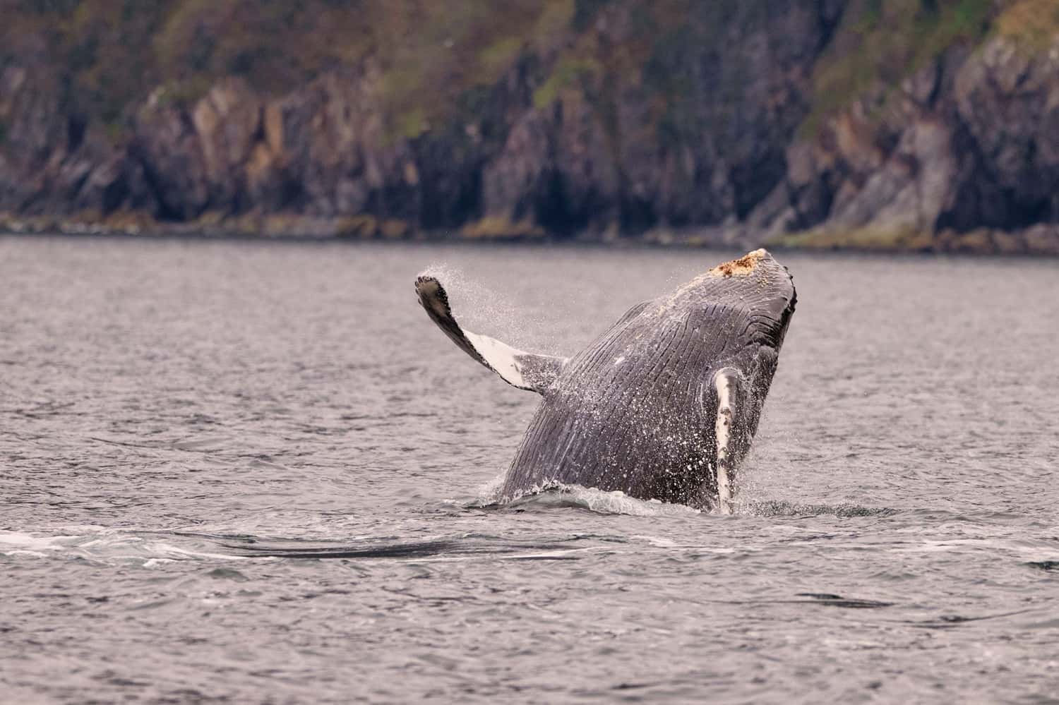 Whale Watching Tour From Reykjavik in Europe tour packages from Delhi