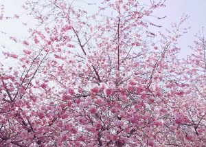 A Guide to Japan’s Cherry Blossom Season 2025!