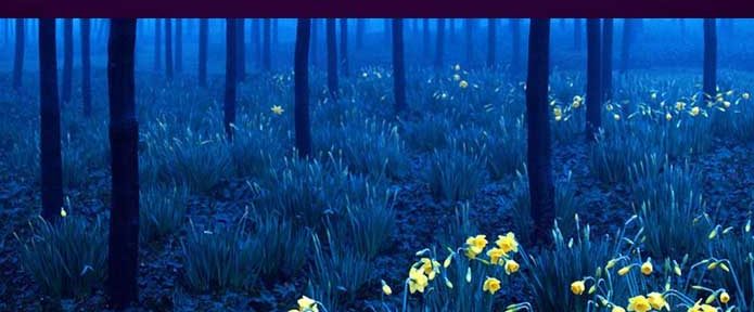 Black Forest Cakes, Lake Titisee, Cuckoo Clocks and Breathtaking Beauty on your Europe Tour