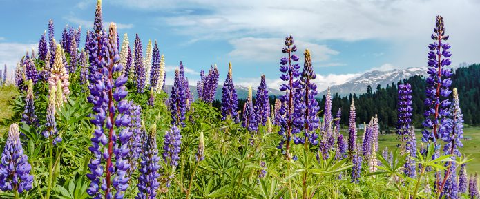 Beautiful places to visit in beautiful Kashmir 2021 Beautiful places to visit in beautiful Kashmir 2021
