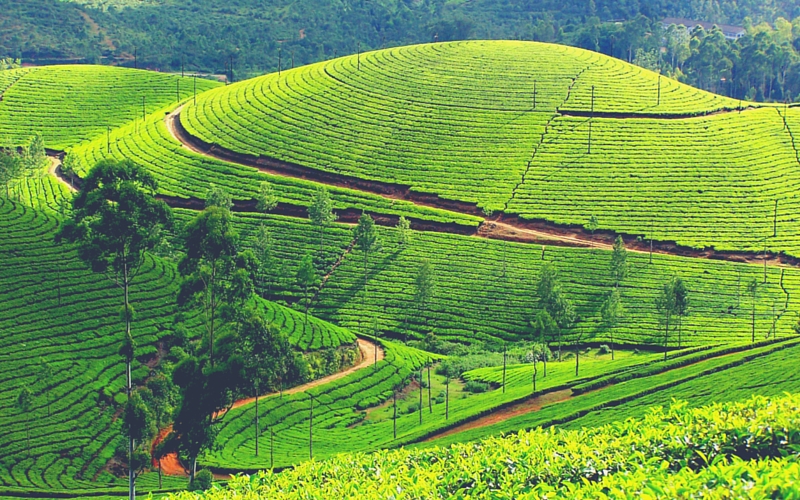 Kerala Tour Packages with Flamingo Travels