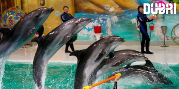 Dubai tour packages from Ahmedabad