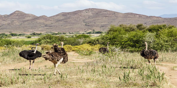 South Africa holiday packages