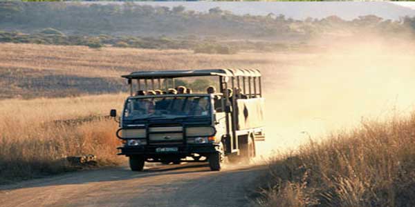 pilanesbug-game-safari-2