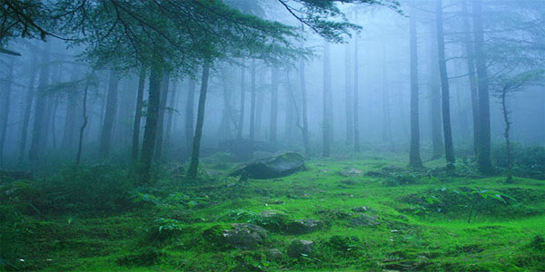 Domestic tour packages from Ahmedabad