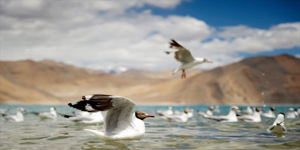 gulls-pangong