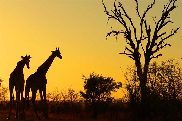 Precious Species of The Rainbow Nation Getting Endangered