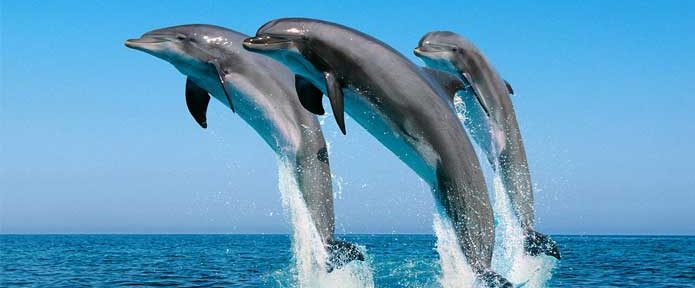 Top 7 Destinations In Philippines for Dolphin and Whale Watching!