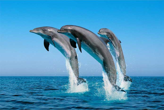 Top 7 Destinations In Philippines for Dolphin and Whale Watching