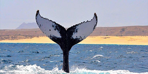 Verde-Island-Passage