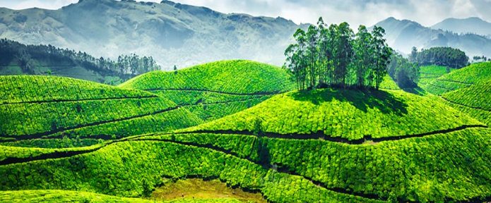 5 Exotic Tea Flavors To Try When In Kerala