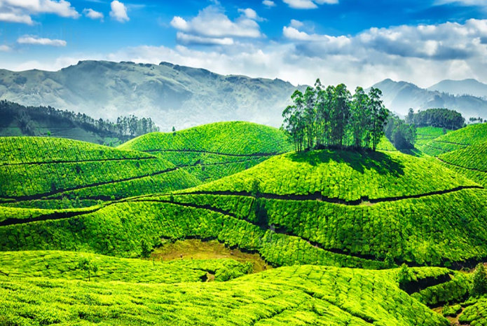 5 Exotic Tea Flavors To Try When In Kerala