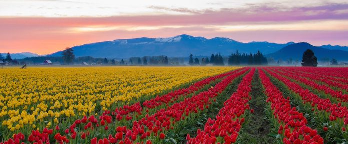 All You Need To Know About Beautiful Flower Fields in the USA