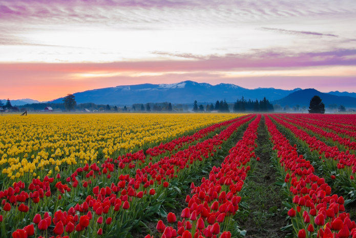 All You Need To Know About Beautiful Flower Fields in the USA
