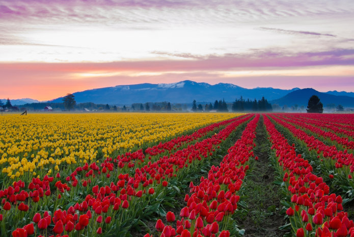 All You Need To Know About Beautiful Flower Fields in the USA All You Need To Know About Beautiful Flower Fields in the USA
