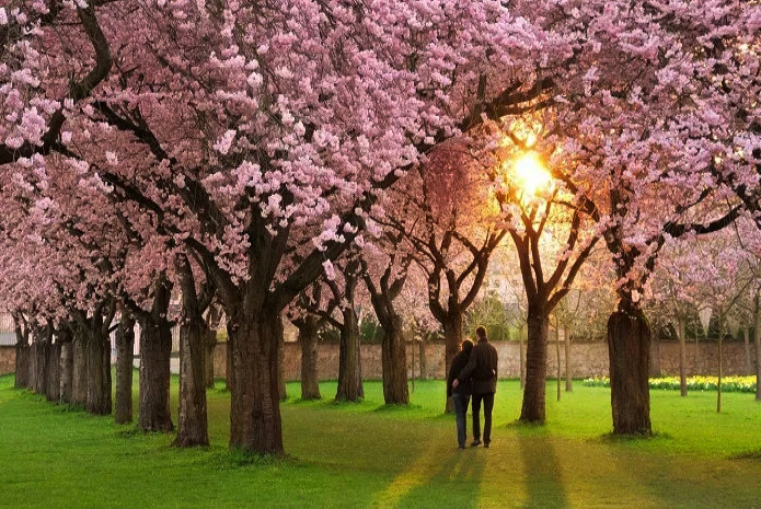The Perfect Honeymoon Itinerary For Japan The Perfect Honeymoon Itinerary For Japan