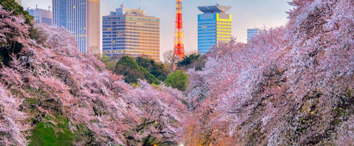 Splendid Sakura: the handy guide to the 2020 Japan Cherry Blossom Season