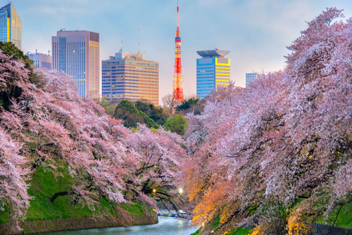 Splendid Sakura: the handy guide to the 2020 Japan Cherry Blossom Season