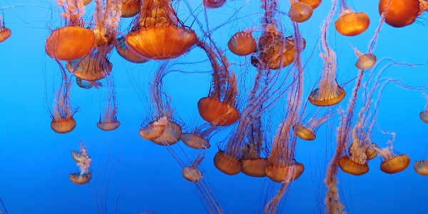 California tour packages