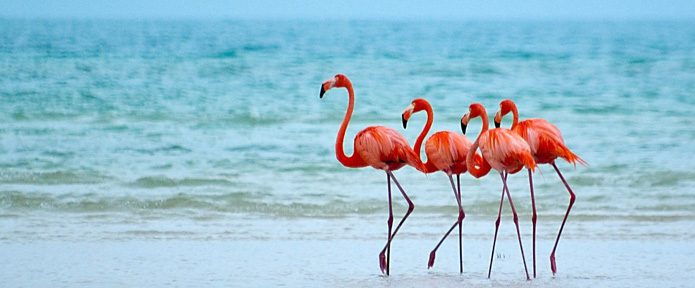 Visit these 15 places to witness wildlife and nature at its best!