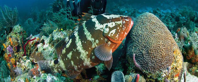 10 Best Place for Scuba Diving in India 2026-27!