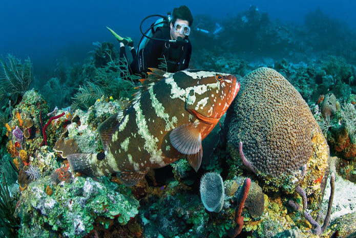 Top 10 scuba diving sites in India!