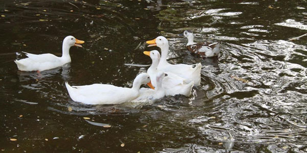 Ahmedabad tour packages