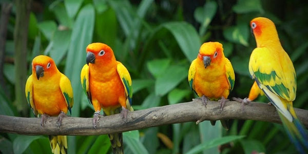 Things to Do in Karnala Bird Sanctuary