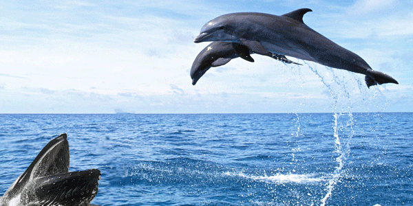 Tamil Nadu Holiday Packages