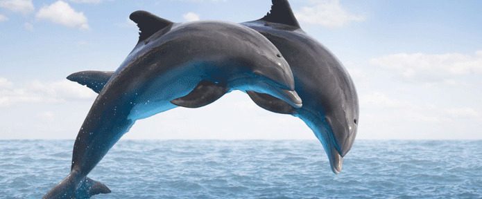 14 Destinations in India to Spot Dolphins: An Oceanic Experience
