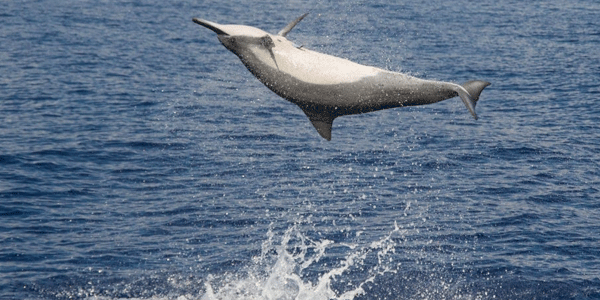 West-Bengal Tour Packages