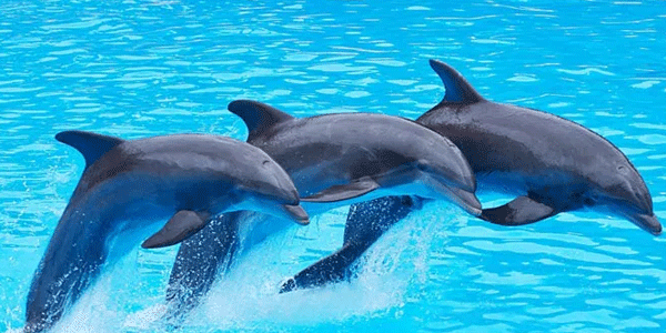 Lakshadweep Tour Packages