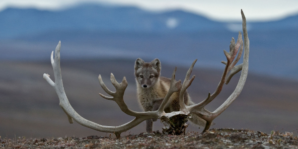 russi holiday tour packages