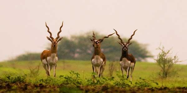 Udaipur Tour Packages