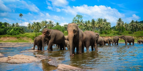 Sri Lanka Tour Packages