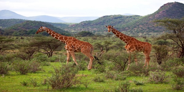 Kenya Tour Packages
