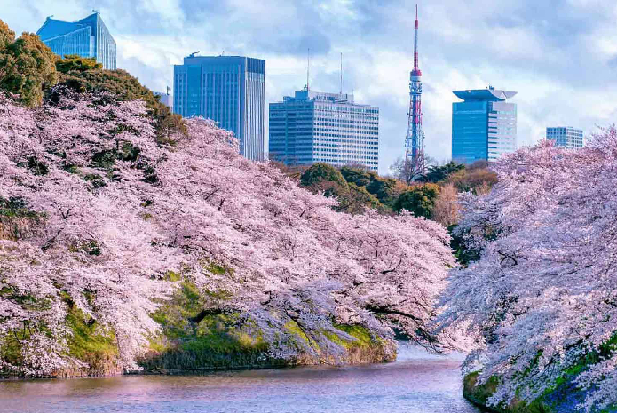 5 Best Places to See Cherry Blossoms in Japan 2023: From Tokyo to Fukushima