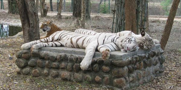 Bangalore - Karnataka